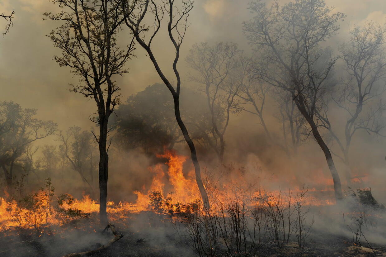 Fire: the biggest danger to forests