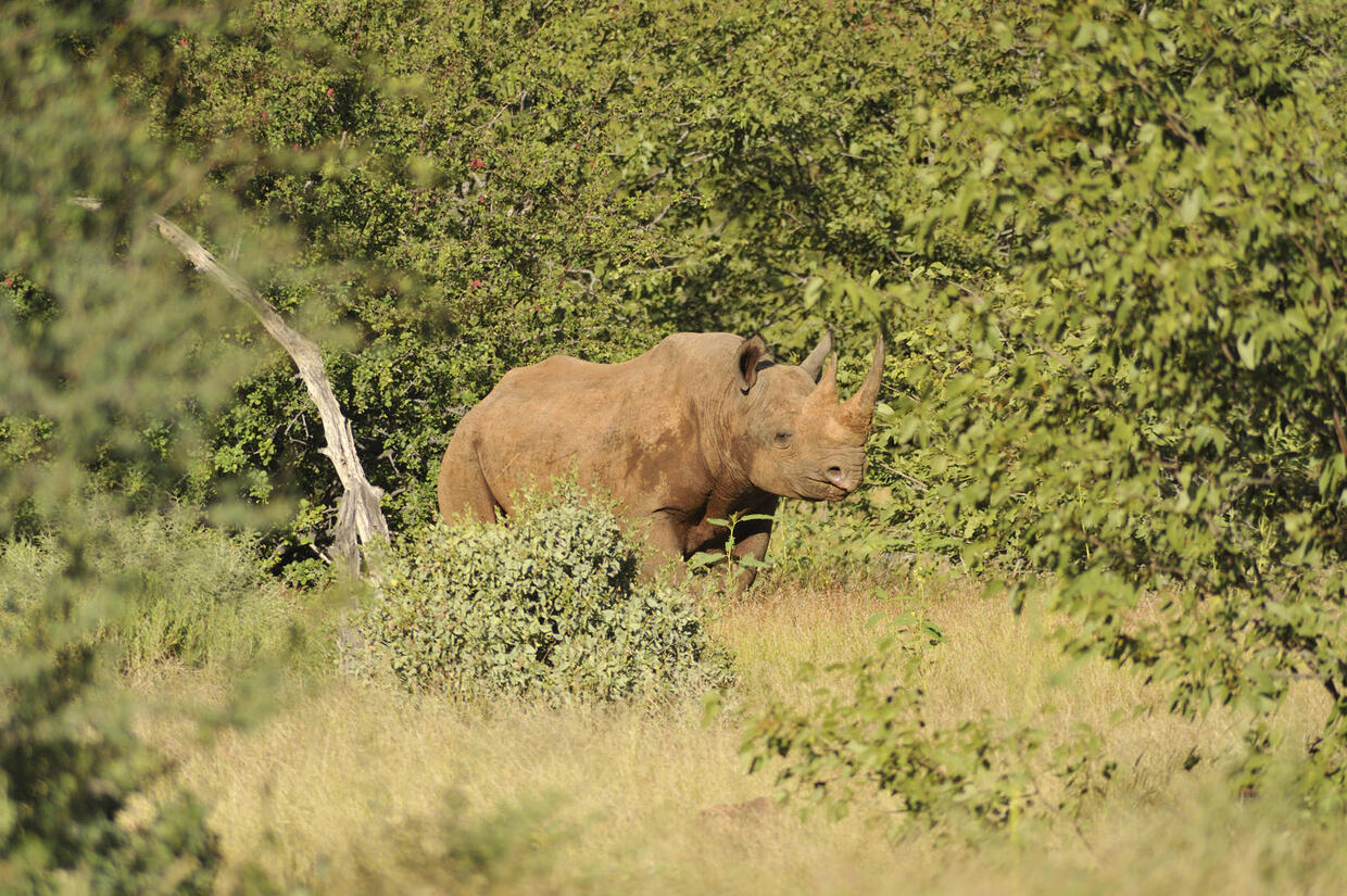 Grootberg Rhino Track