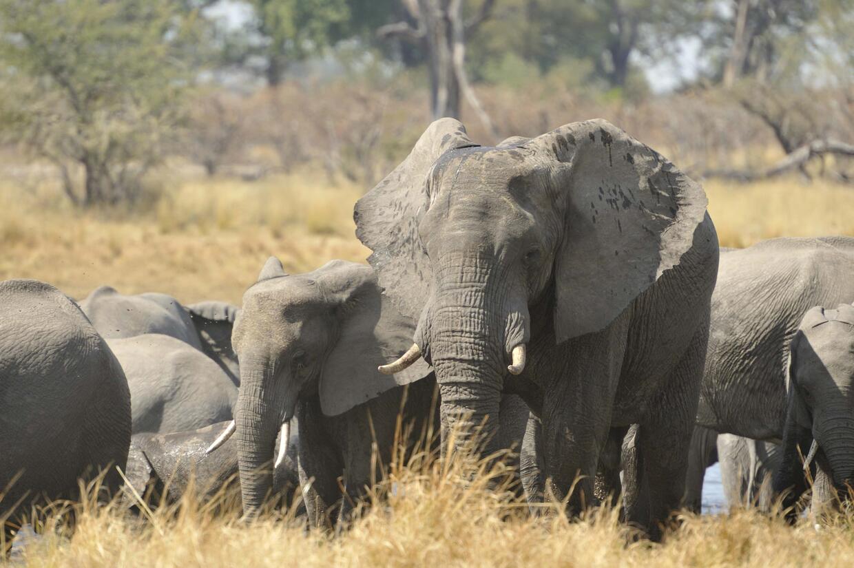Elephants at Horseshoe, Zambezi