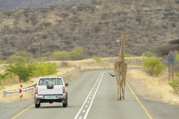 Giraffe in the Kunene Region