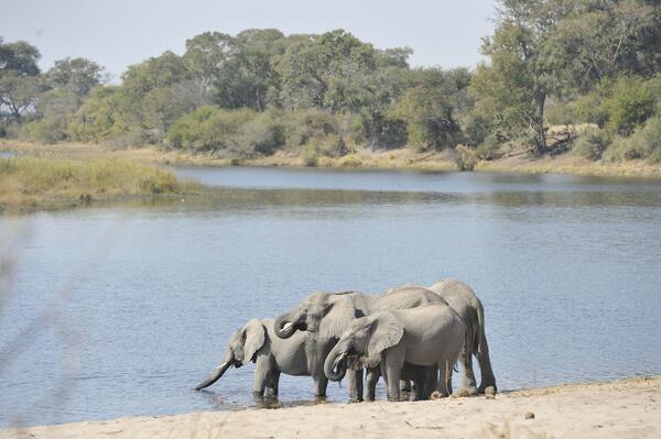 Elephants at Horseshoe, Zambezi