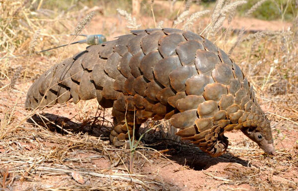 Pangolin with tracker