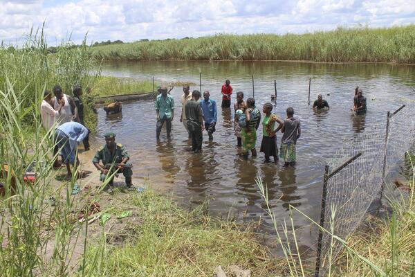 Erecting a crocodile-proof fence in Zambia