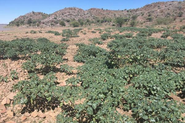 Large area of Downy thorn apple (Datura inoxia) at Hardap Dam. This is a highly invasive alien plant which causes poisoning of humans, horses, cattle, sheep, and ostrich