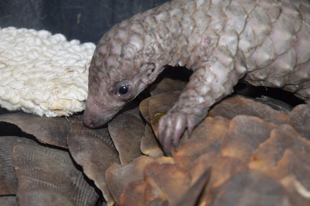 What’s baby pangolin got to do with it?
