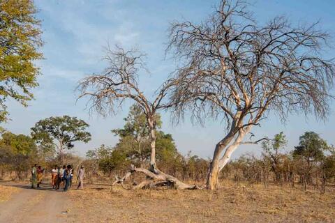 Wildlife Monitoring in Zambezi